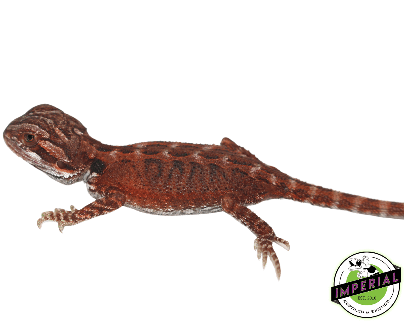 Super Red Bearded Dragon Baby — image 2