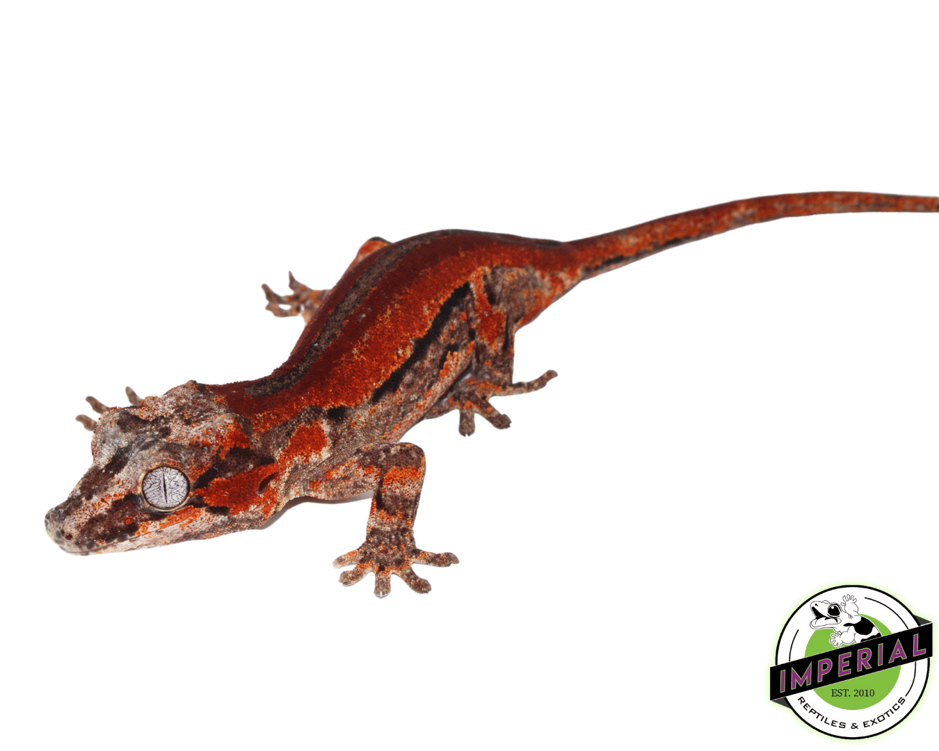 Super Red Stripe Gargoyle Gecko (#101223-I16) — image 2