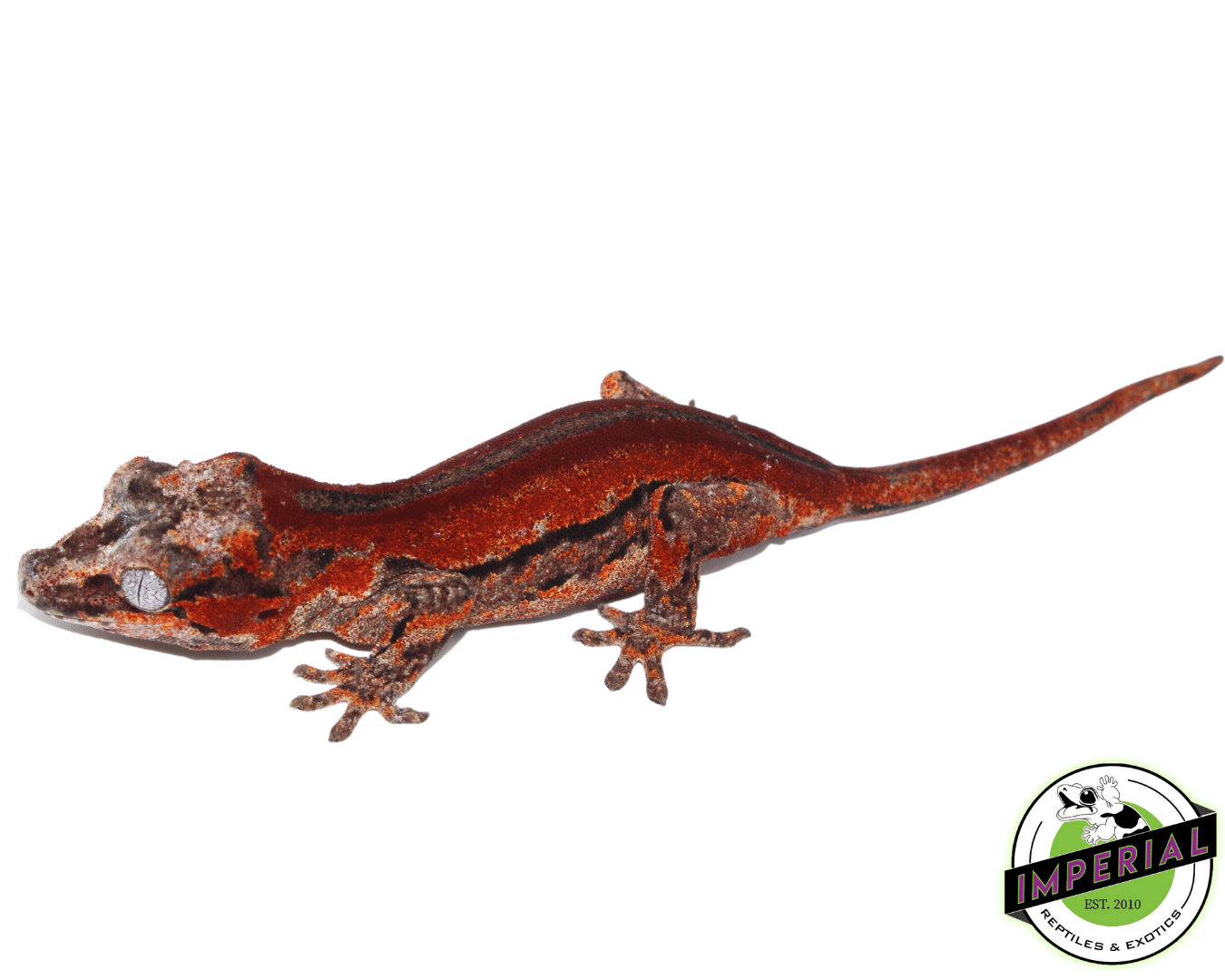 Super Red Stripe Gargoyle Gecko (#101223-I16)