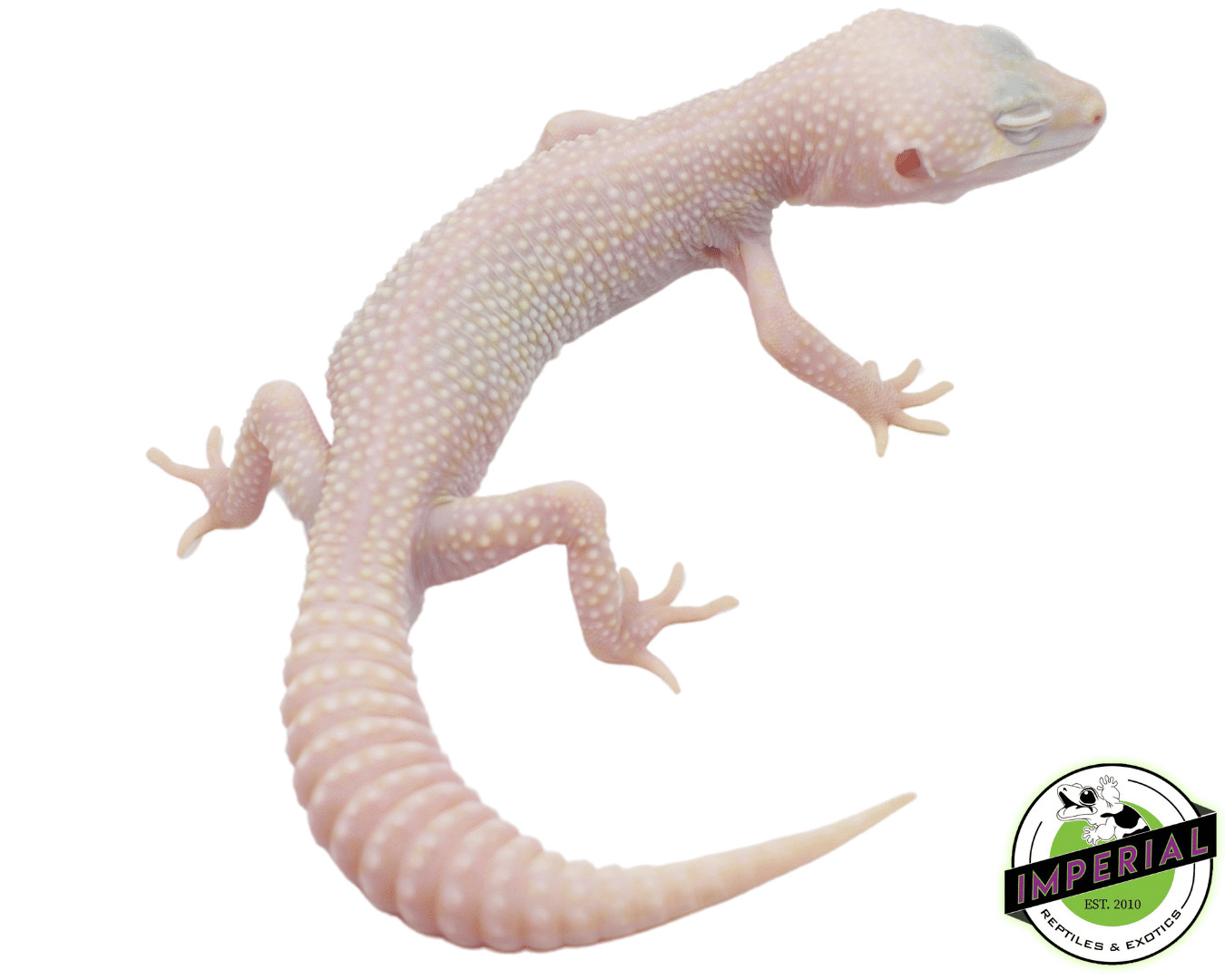 Super Snow Albino Eclipse Leopard Gecko Adult — image 2