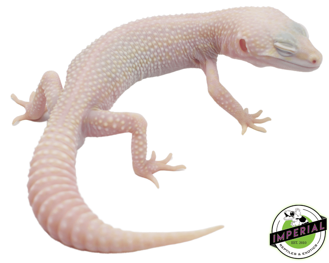 Super Snow Albino Eclipse Leopard Gecko Adult