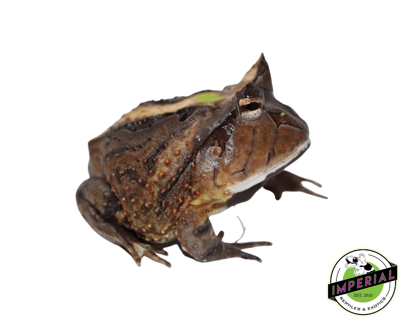 Suriname Horn Frog Adult (C. cornuta) — image 2