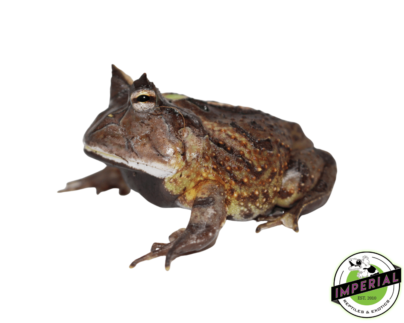 Suriname Horn Frog Adult (C. cornuta)