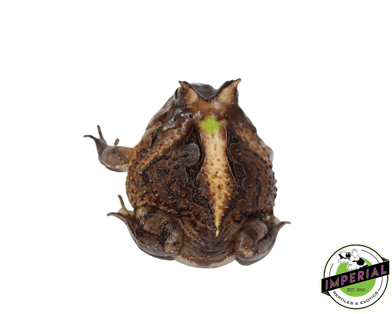 Suriname Horn Frog Adult (C. cornuta) — image 3