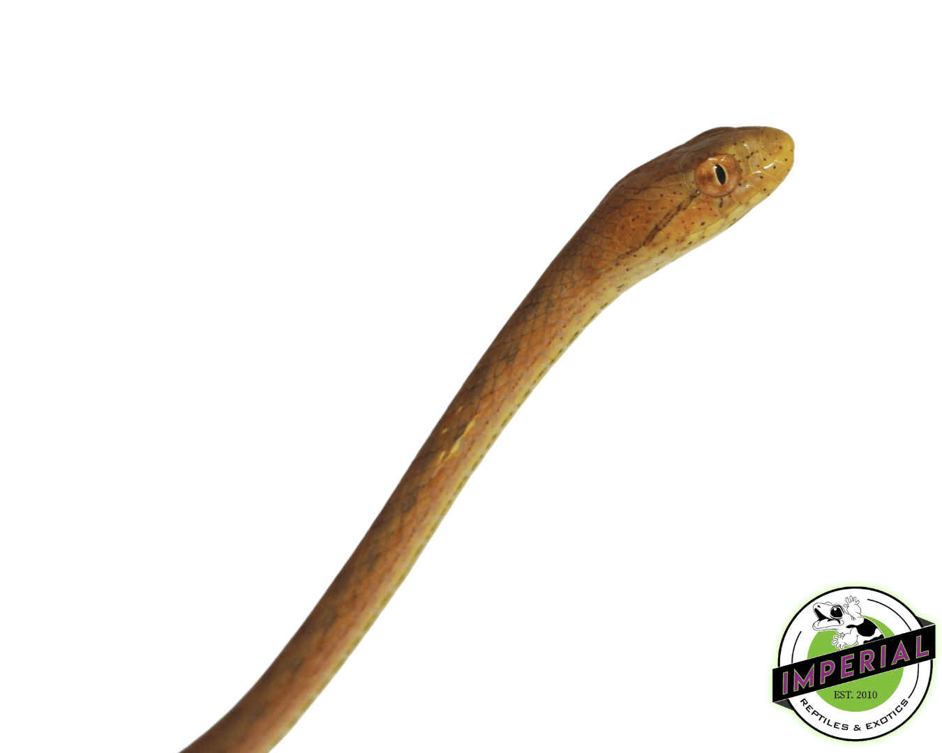 Suriname Mock Viper — image 2