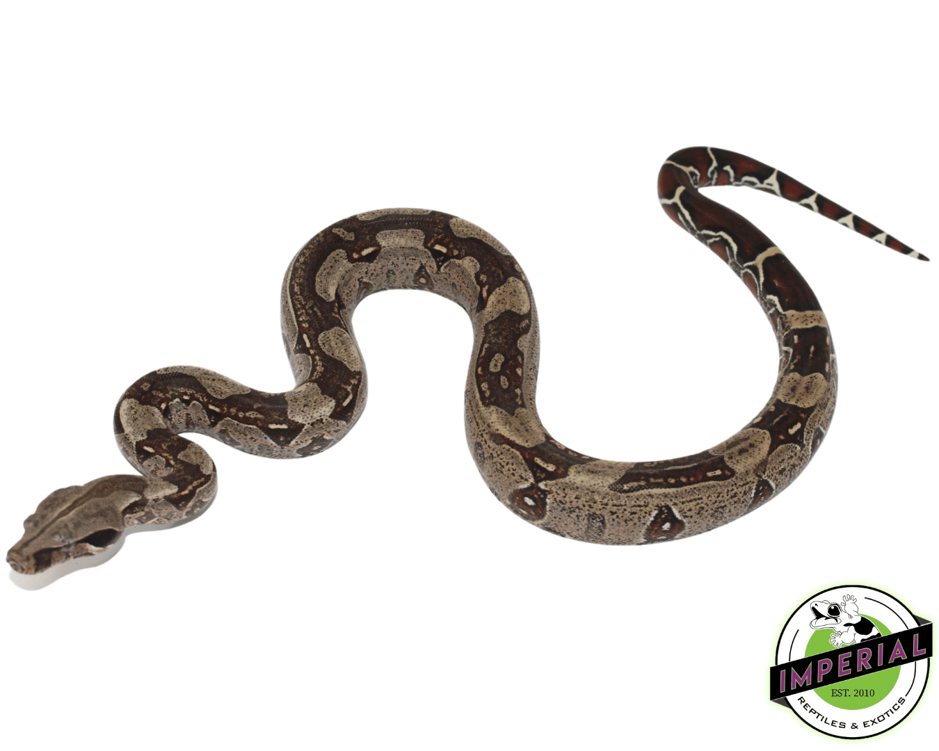 Suriname Red Tail Boa "Striped' — image 2