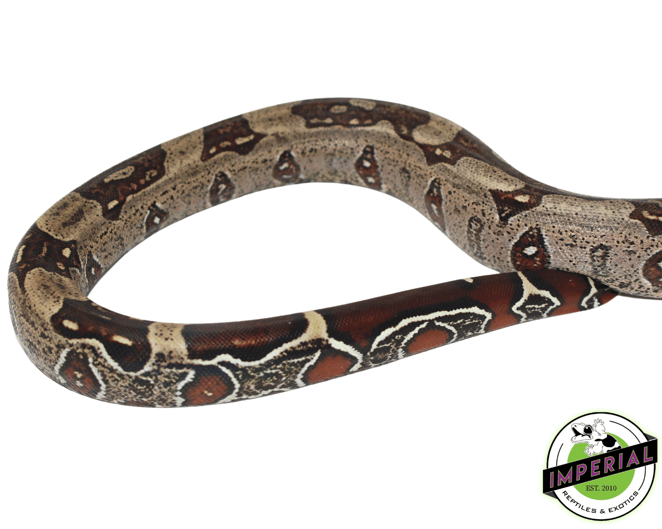Suriname Red Tail Boa "Striped' — image 3