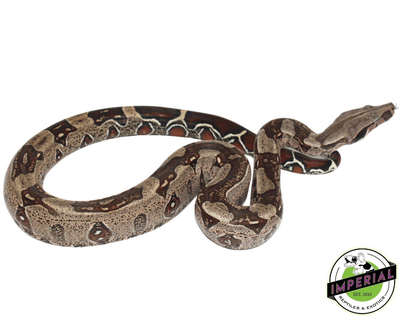 Suriname Red Tail Boa "Striped'