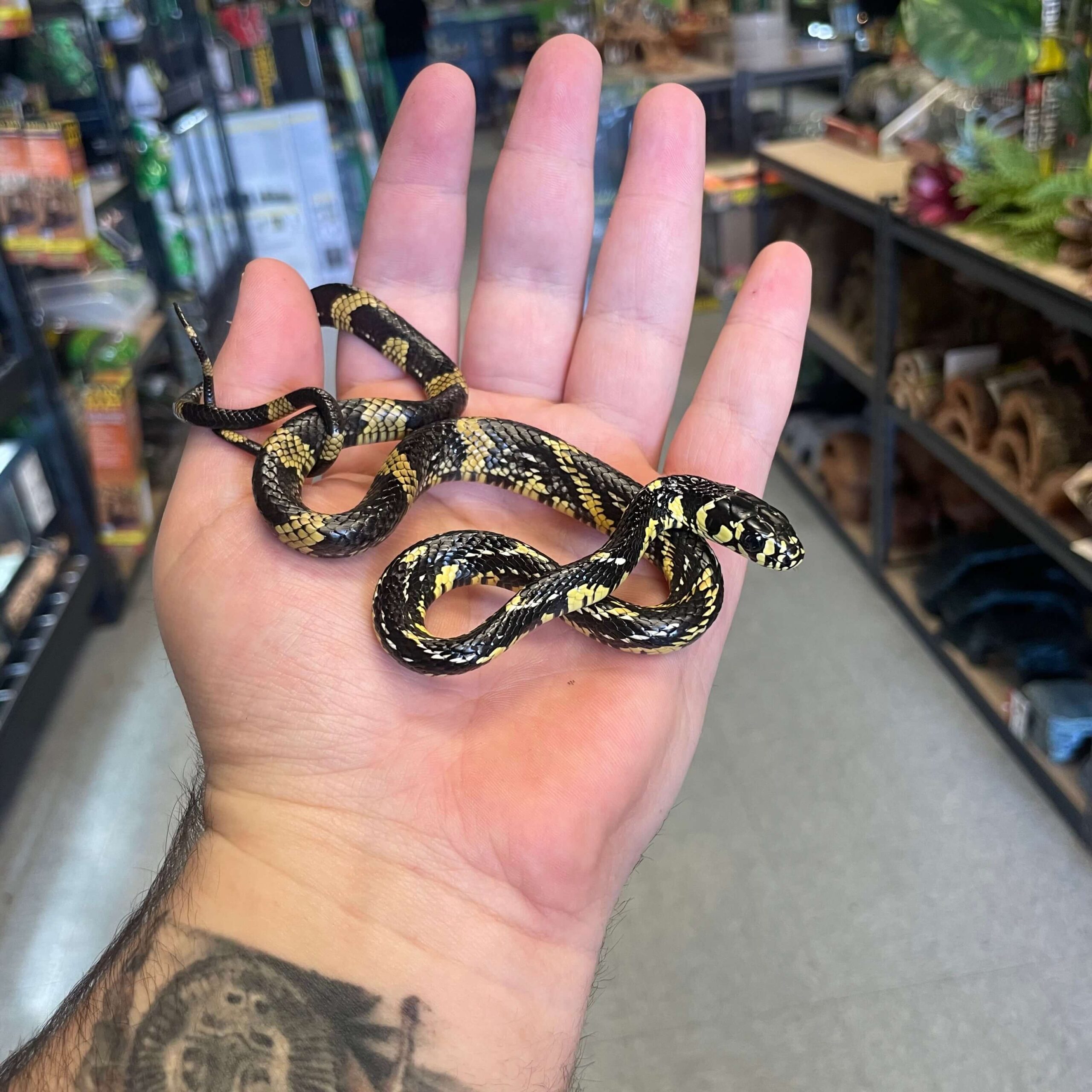 Suriname Tiger Rat Snake Baby — image 3