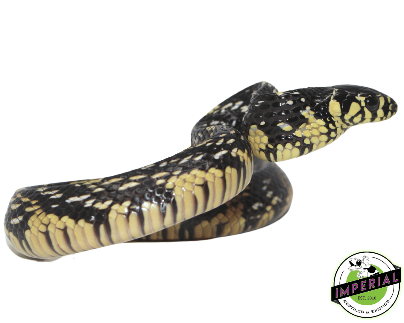 Suriname Tiger Rat Snake Baby