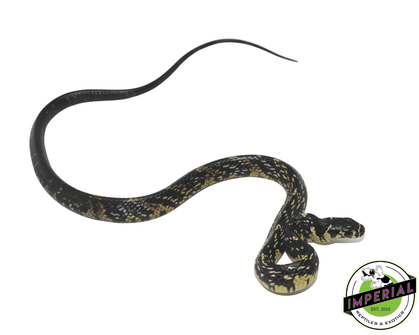 Suriname Tiger Rat Snake Baby — image 2