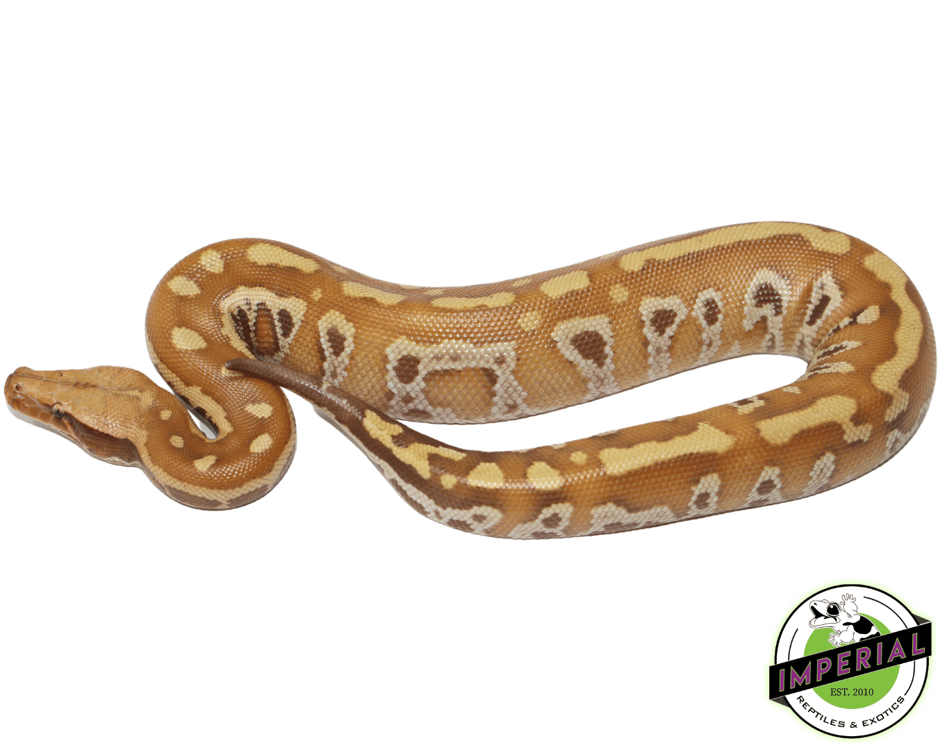T+ Albino Blood Python — image 2
