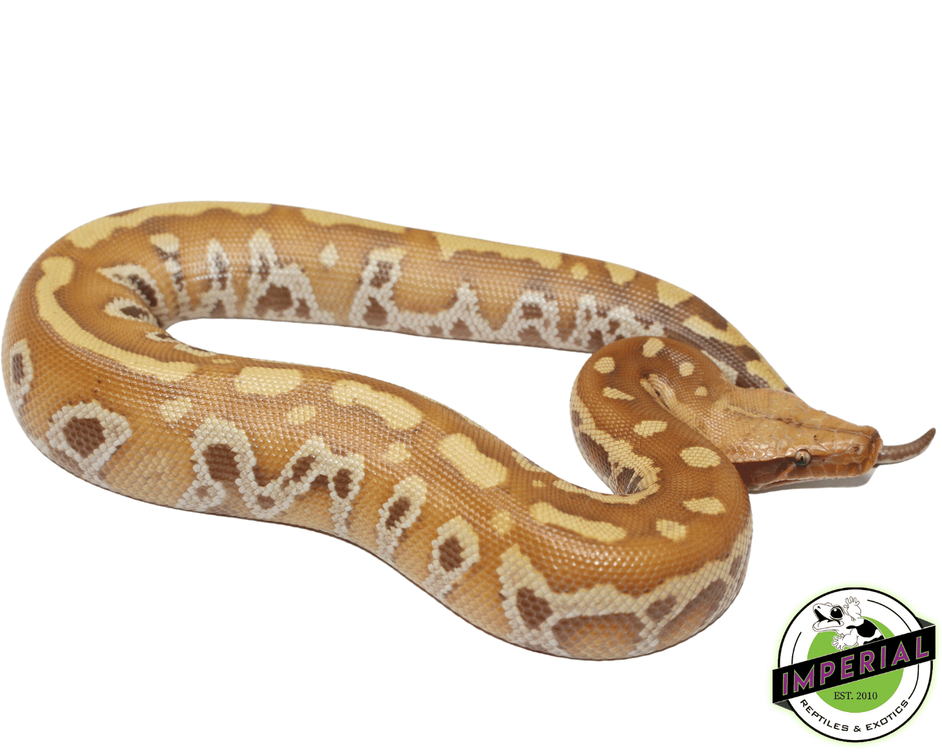 T+ Albino Blood Python — image 3
