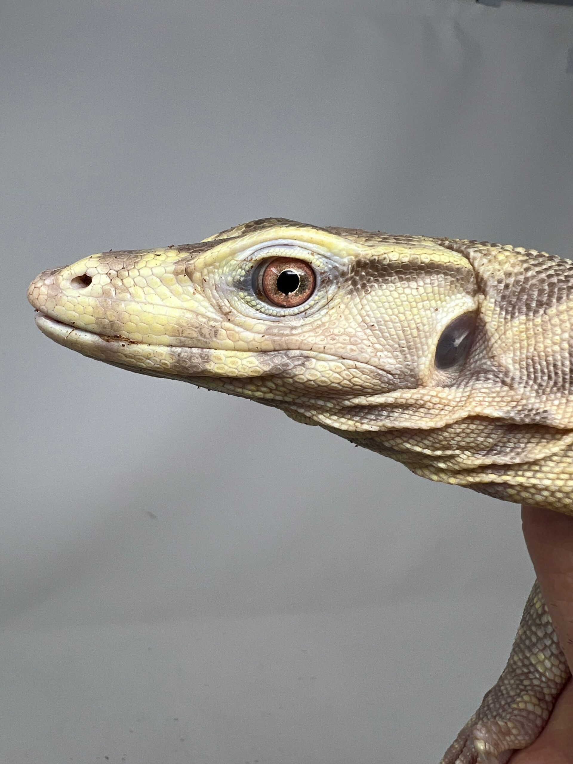 T+ Albino “Chocolate” Water Monitor — image 2
