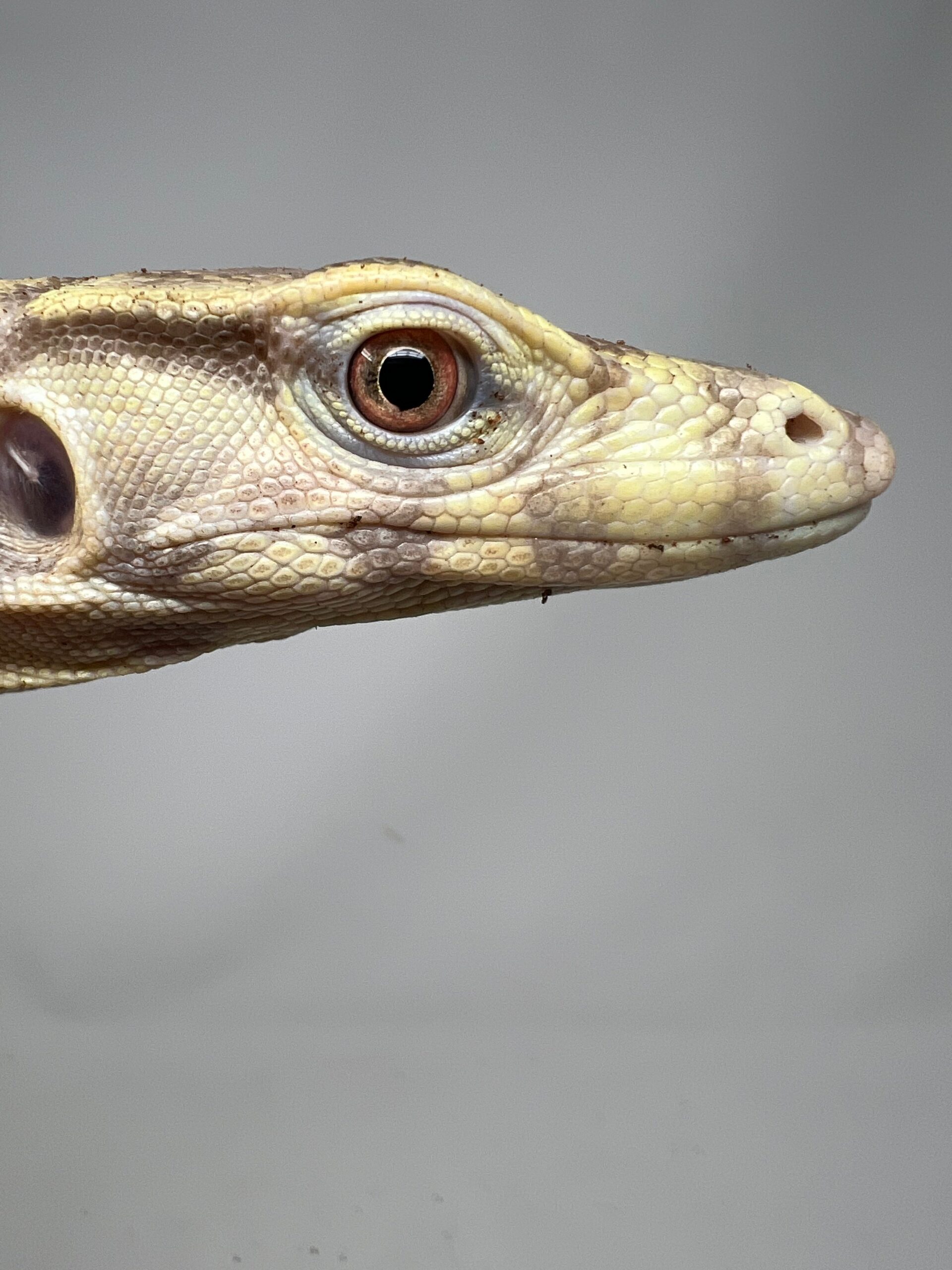 T+ Albino “Chocolate” Water Monitor — image 3