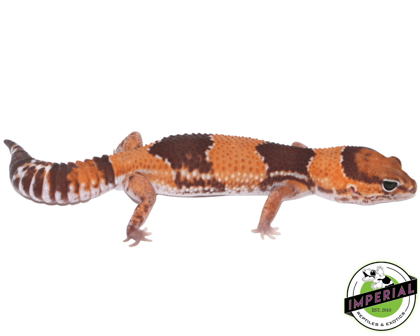 Tangerine 100% het. Amel 66% het. Patternless African Fat Tail Gecko Adult Female