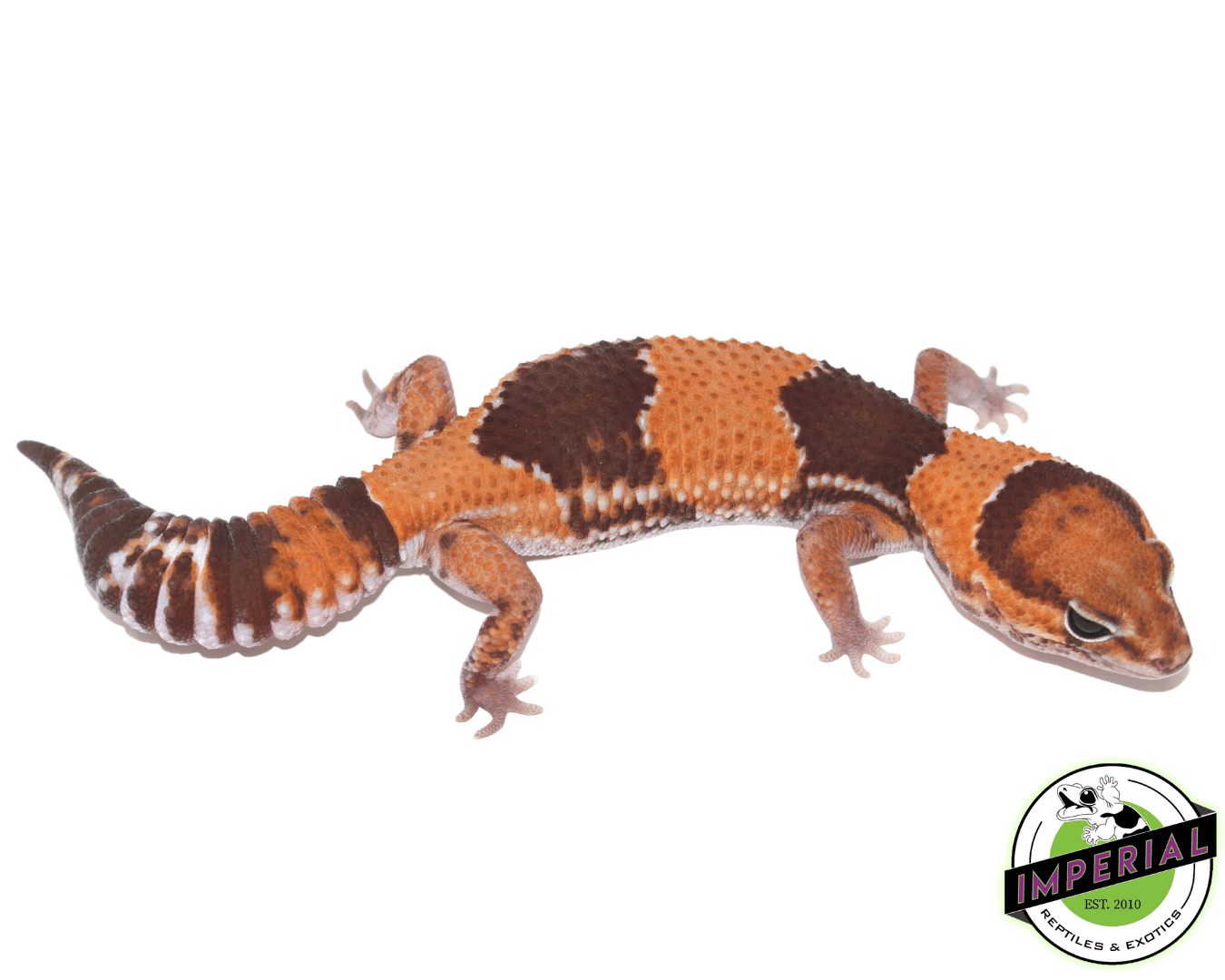 Tangerine 100% het. Amel 66% het. Patternless African Fat Tail Gecko Adult Female — image 2
