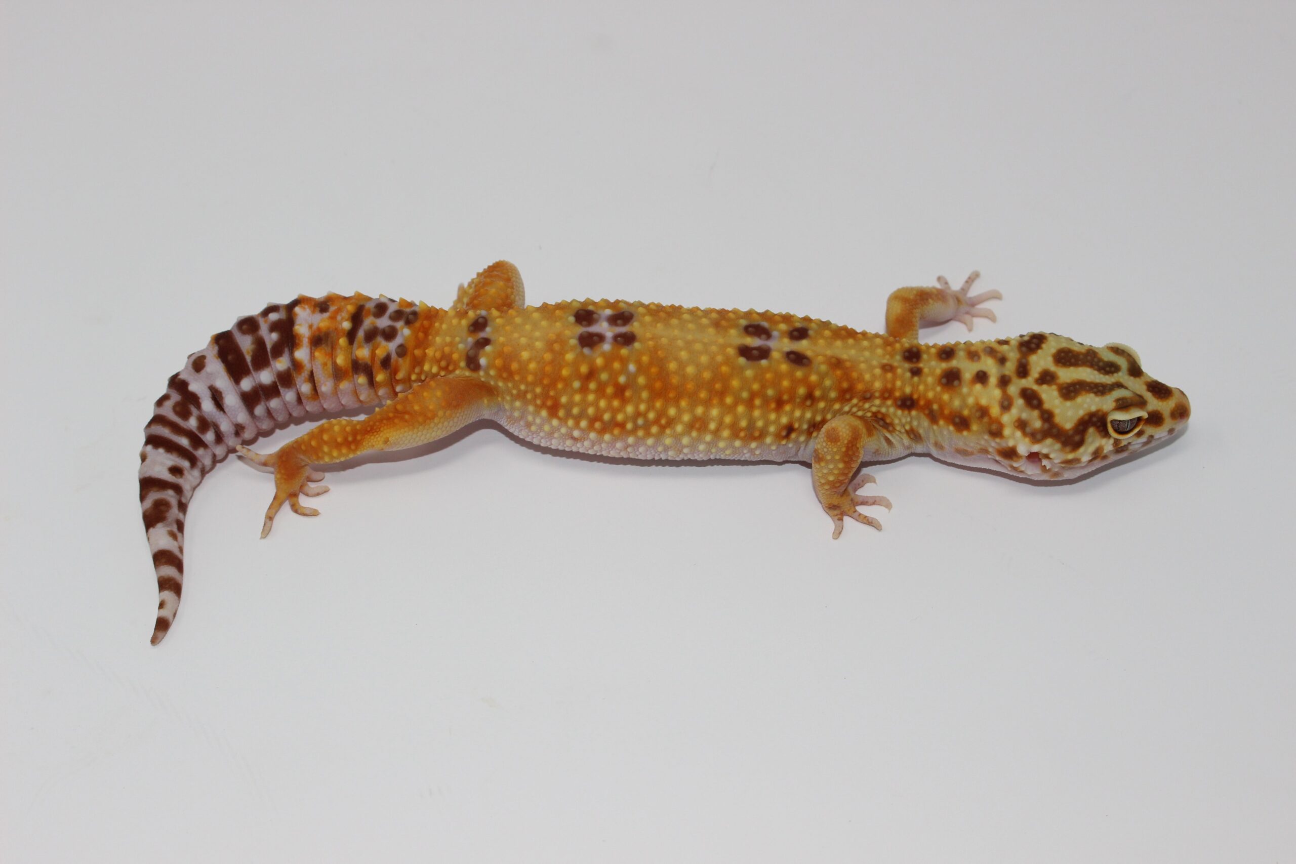 Tangerine Albino (Hybino) Leopard Gecko Adult — image 2