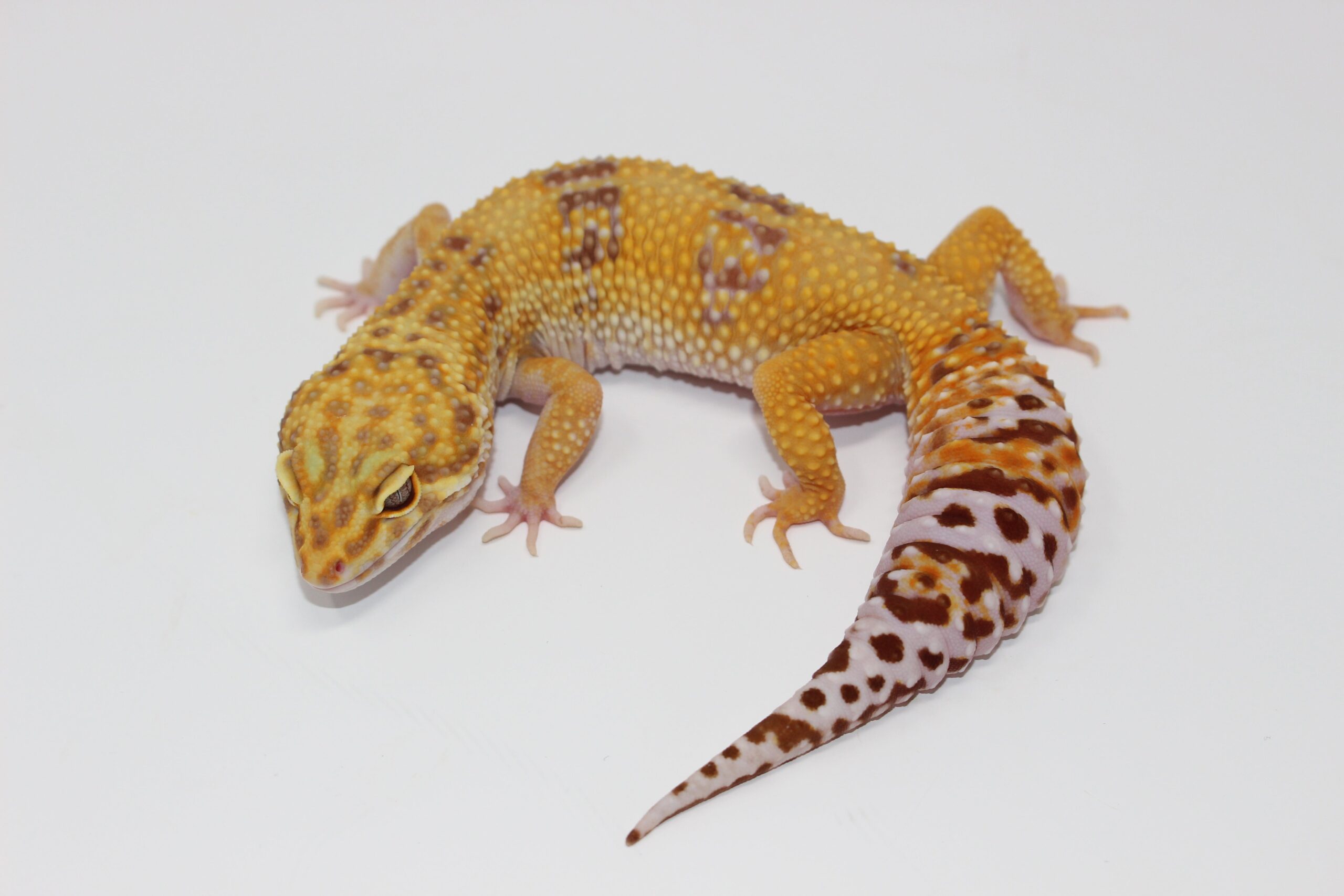 Tangerine Albino (Hybino) Leopard Gecko Adult — image 3
