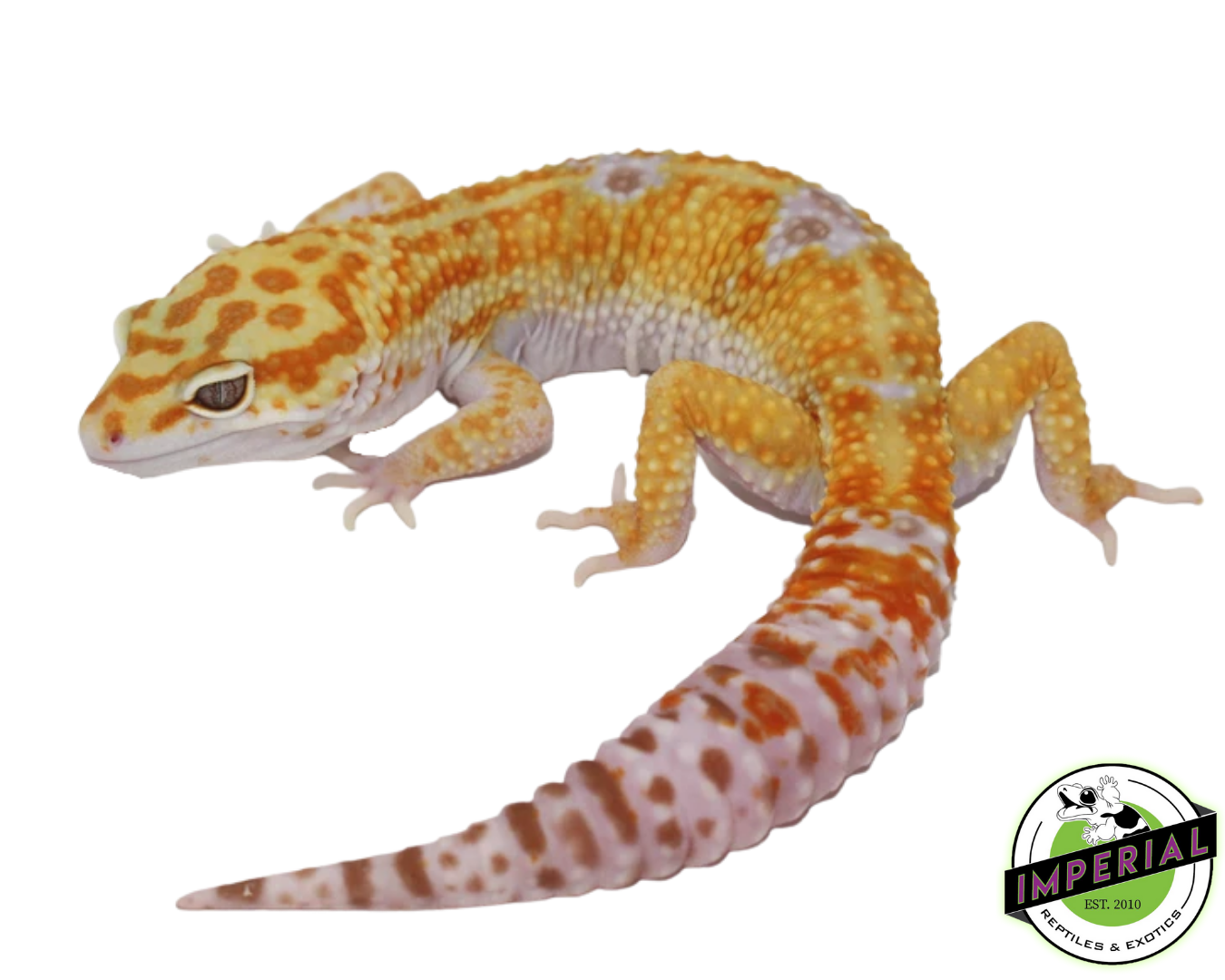 Tangerine Albino (Hybino) Leopard Gecko Adult