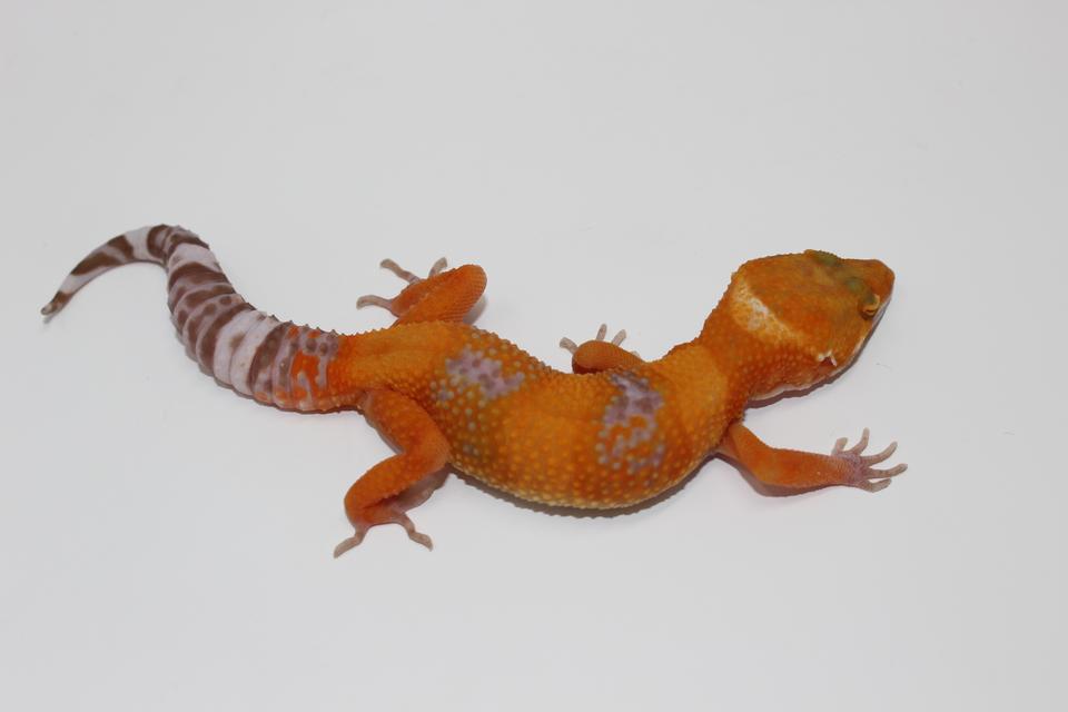 Tangerine Bell Albino Adult Leopard Gecko — image 2