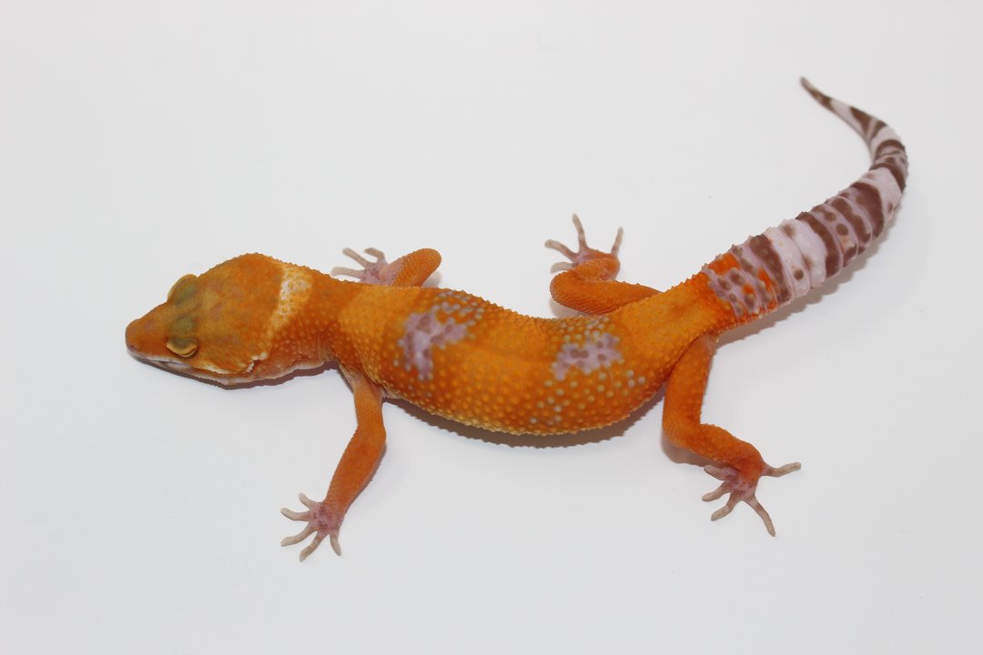 Tangerine Bell Albino Adult Leopard Gecko — image 3