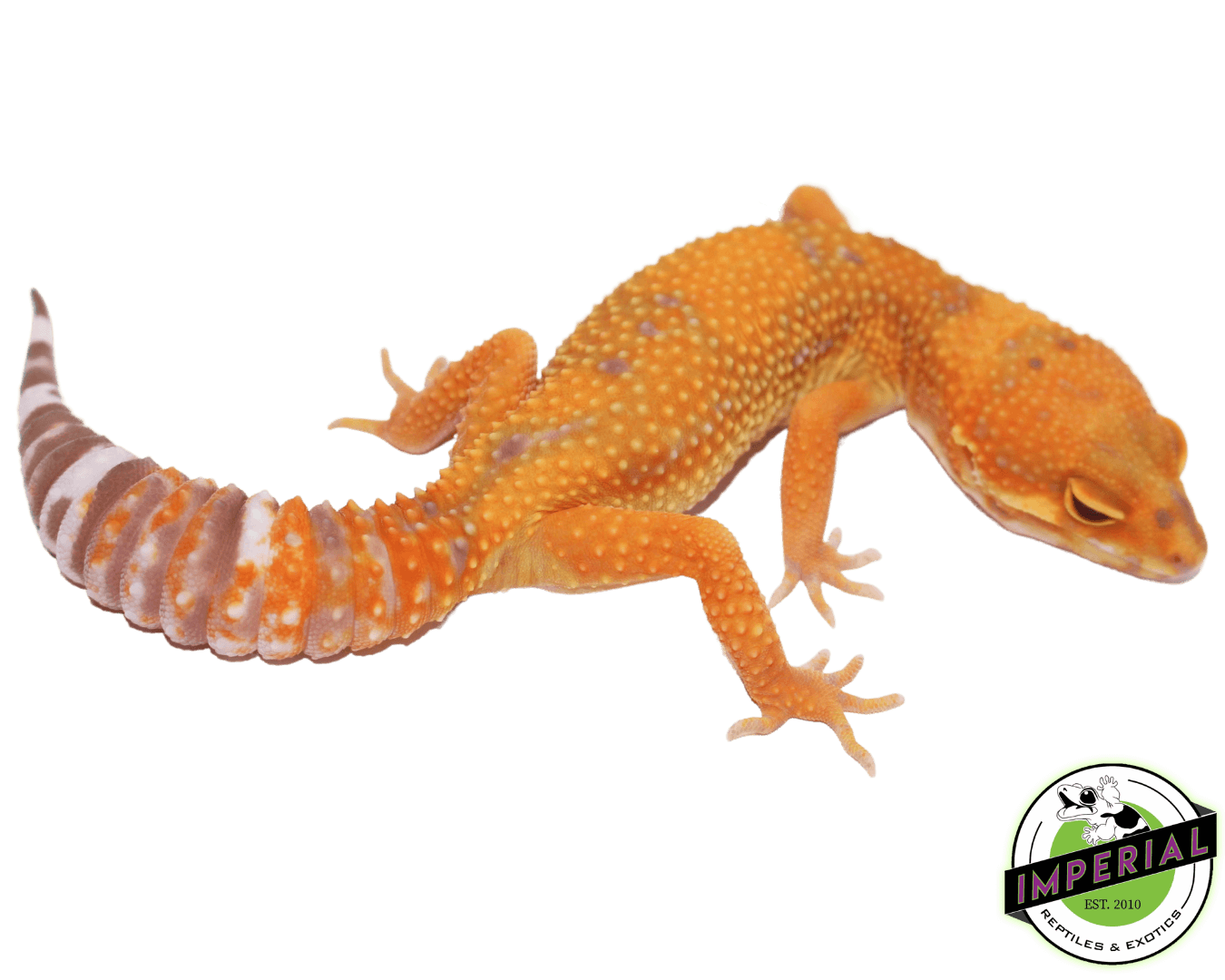 Tangerine Jungle Tremper Leopard Gecko Adult