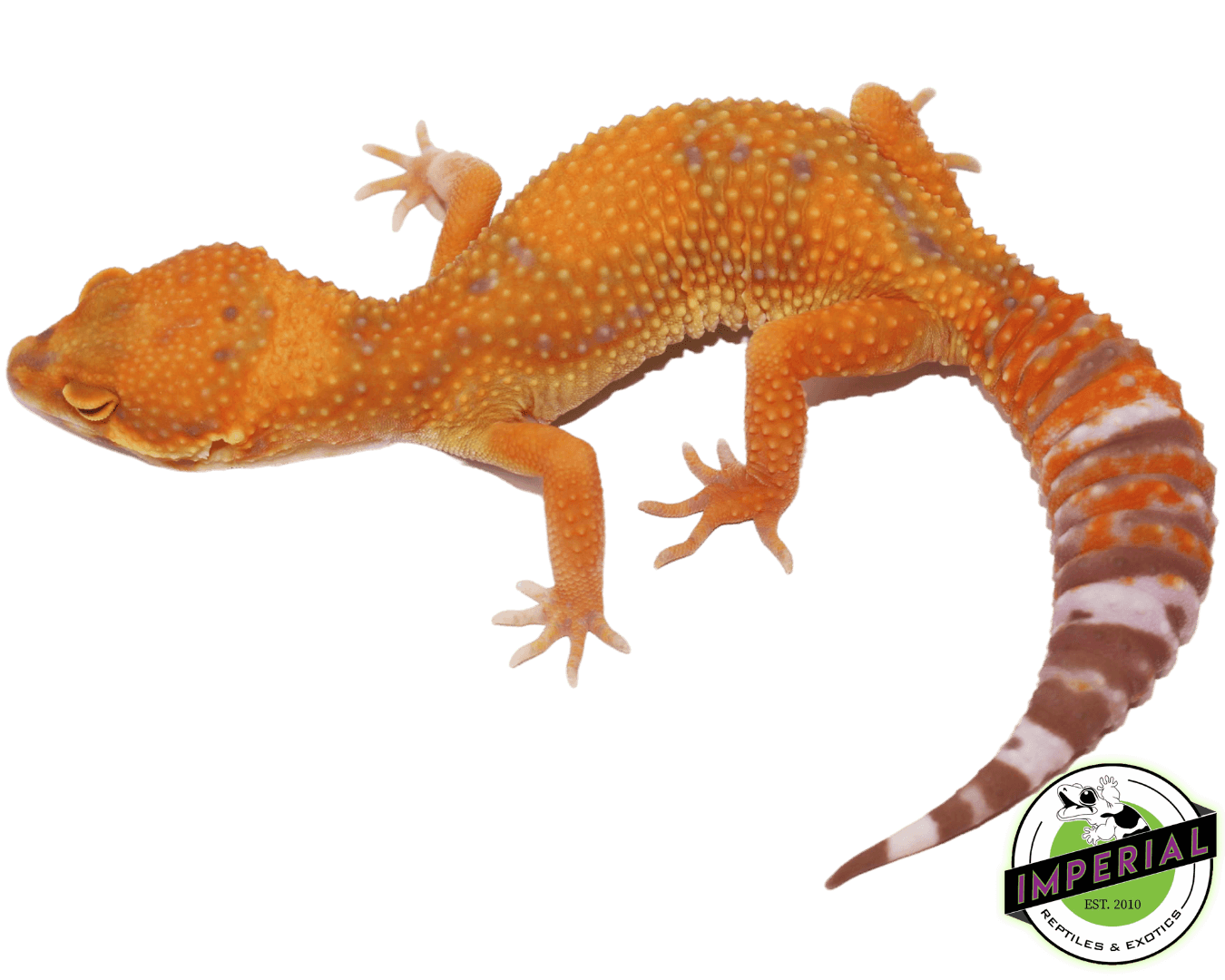 Tangerine Jungle Tremper Leopard Gecko Adult — image 2