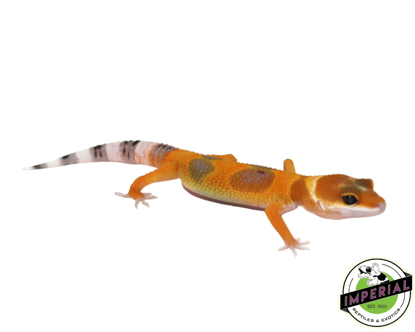 Tangerine Tornado Leopard Gecko