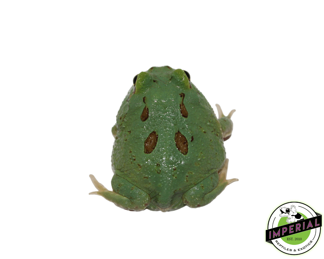 Teal Pacman Frog — image 2