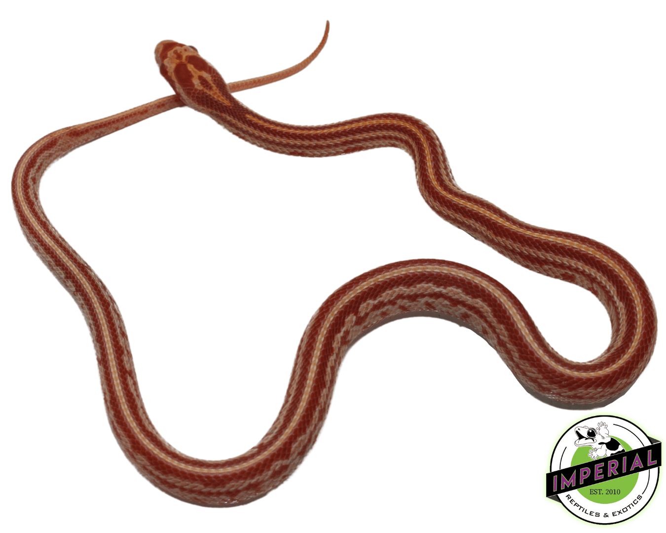 Tessera Albino Corn Snake