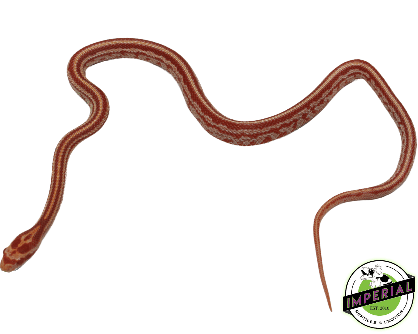 Tessera Albino Corn Snake — image 2