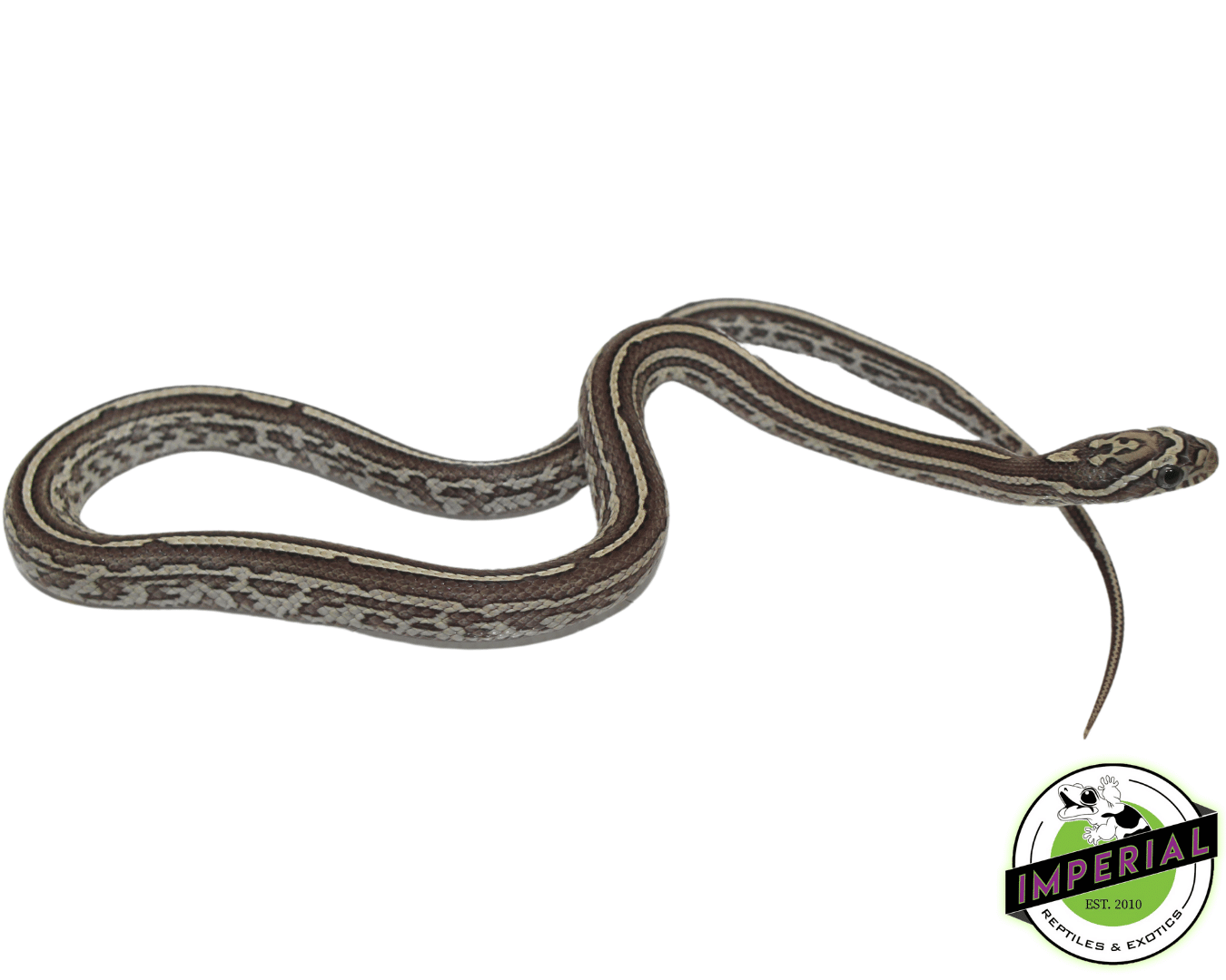 Tessera Anery Corn Snake