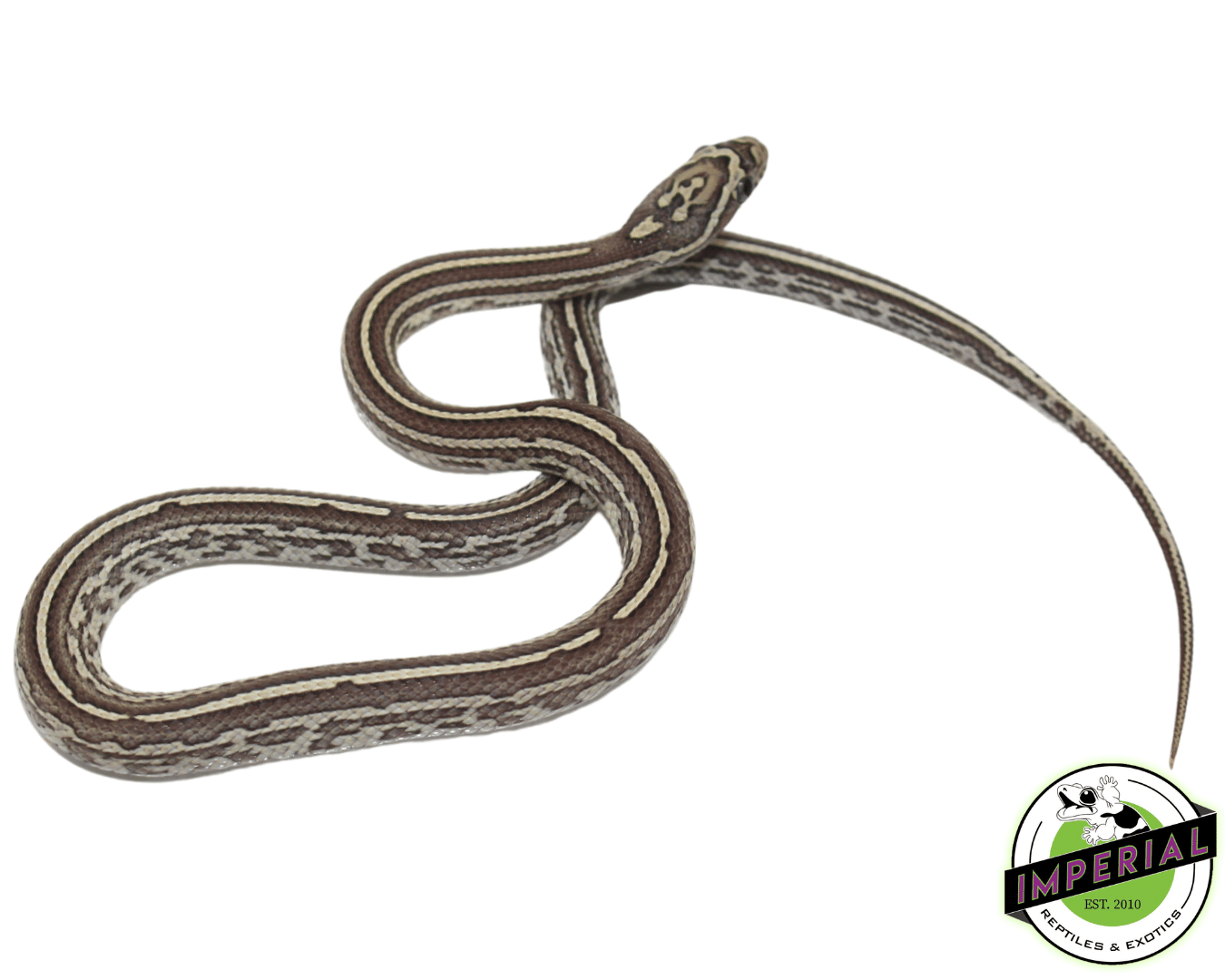 Tessera Anery Corn Snake — image 2