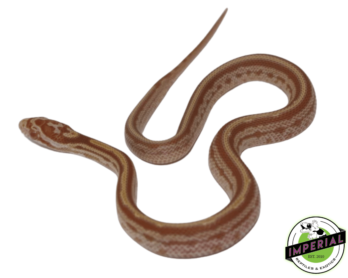 Tessera Butter Corn Snake Baby