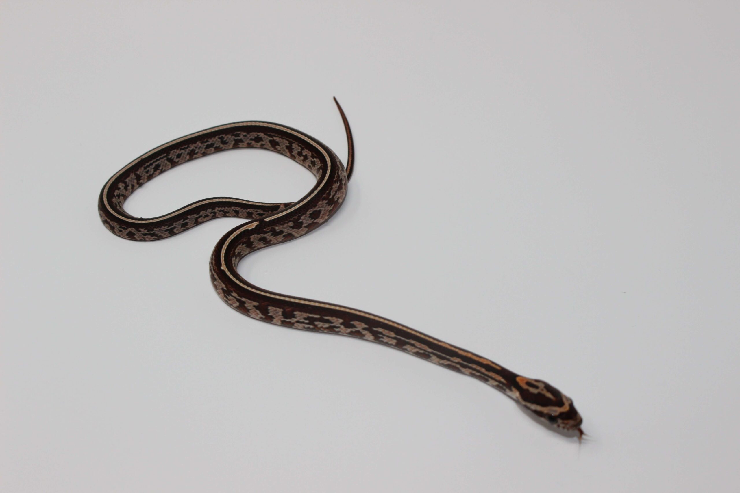 Tessera Corn Snake Baby — image 2