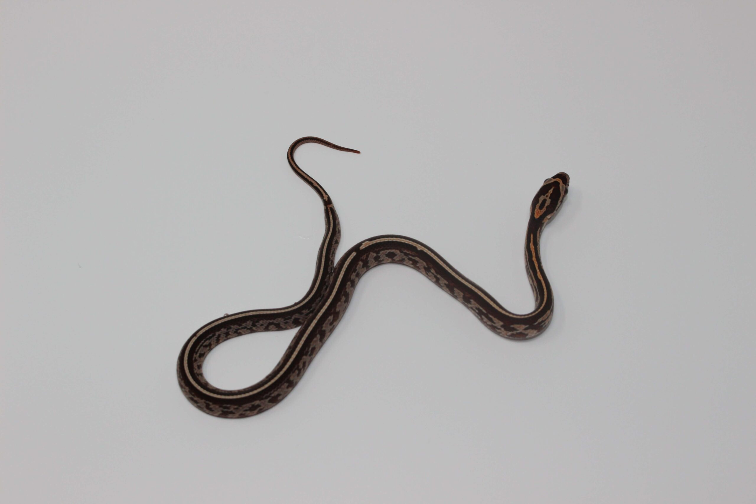 Tessera Corn Snake Baby — image 3