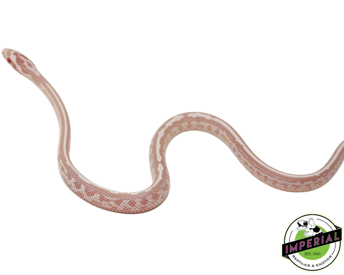 Tessera Snow Corn Snake Baby — image 2