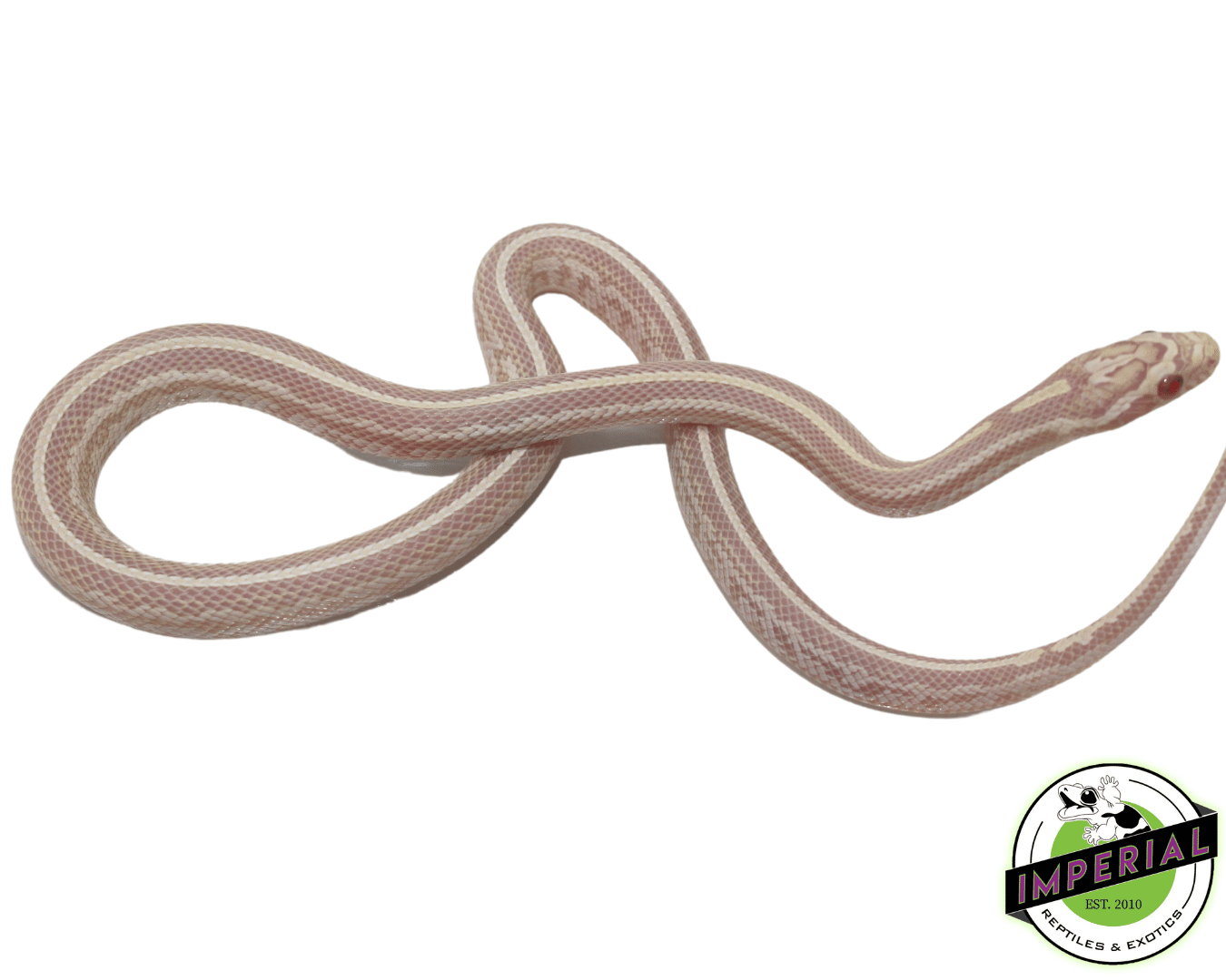 Tessera Snow Corn Snake Baby — image 3