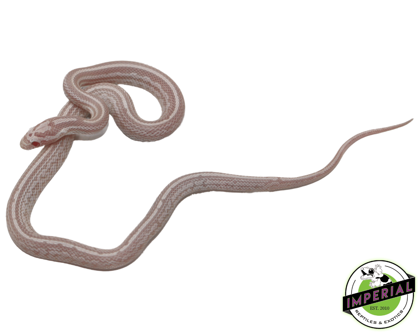 Tessera Snow Corn Snake Baby