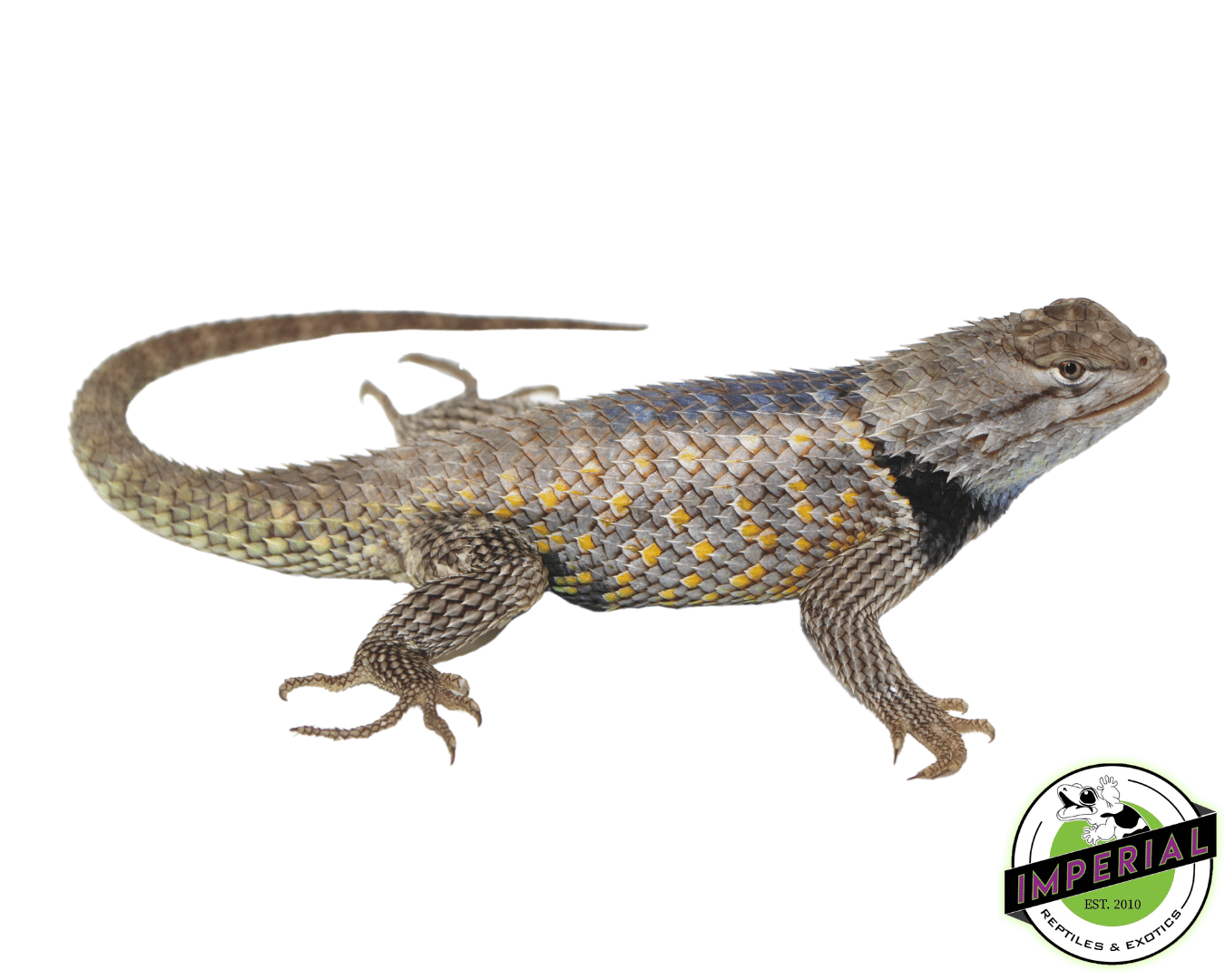 Texas Spiny Lizard Adult