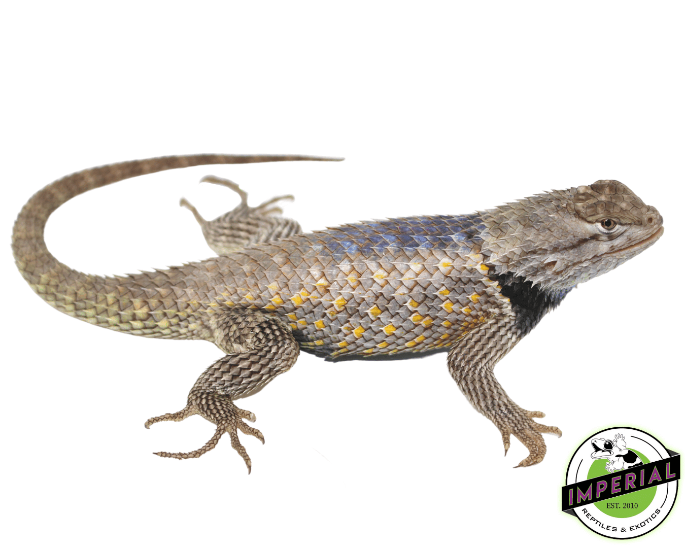 Texas Spiny Lizard Adult — image 2