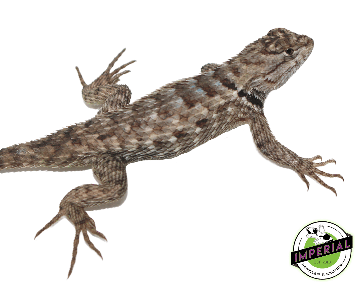Texas Spiny Lizard Baby — image 2