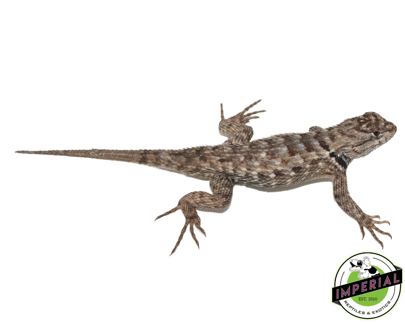 Texas Spiny Lizard Baby
