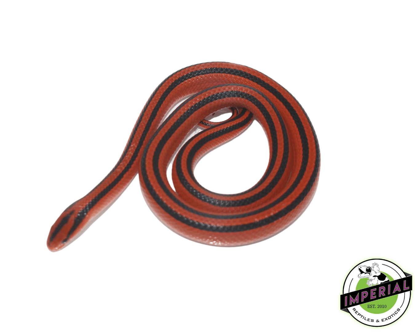 Thai Bamboo Rat Snake Baby — image 2