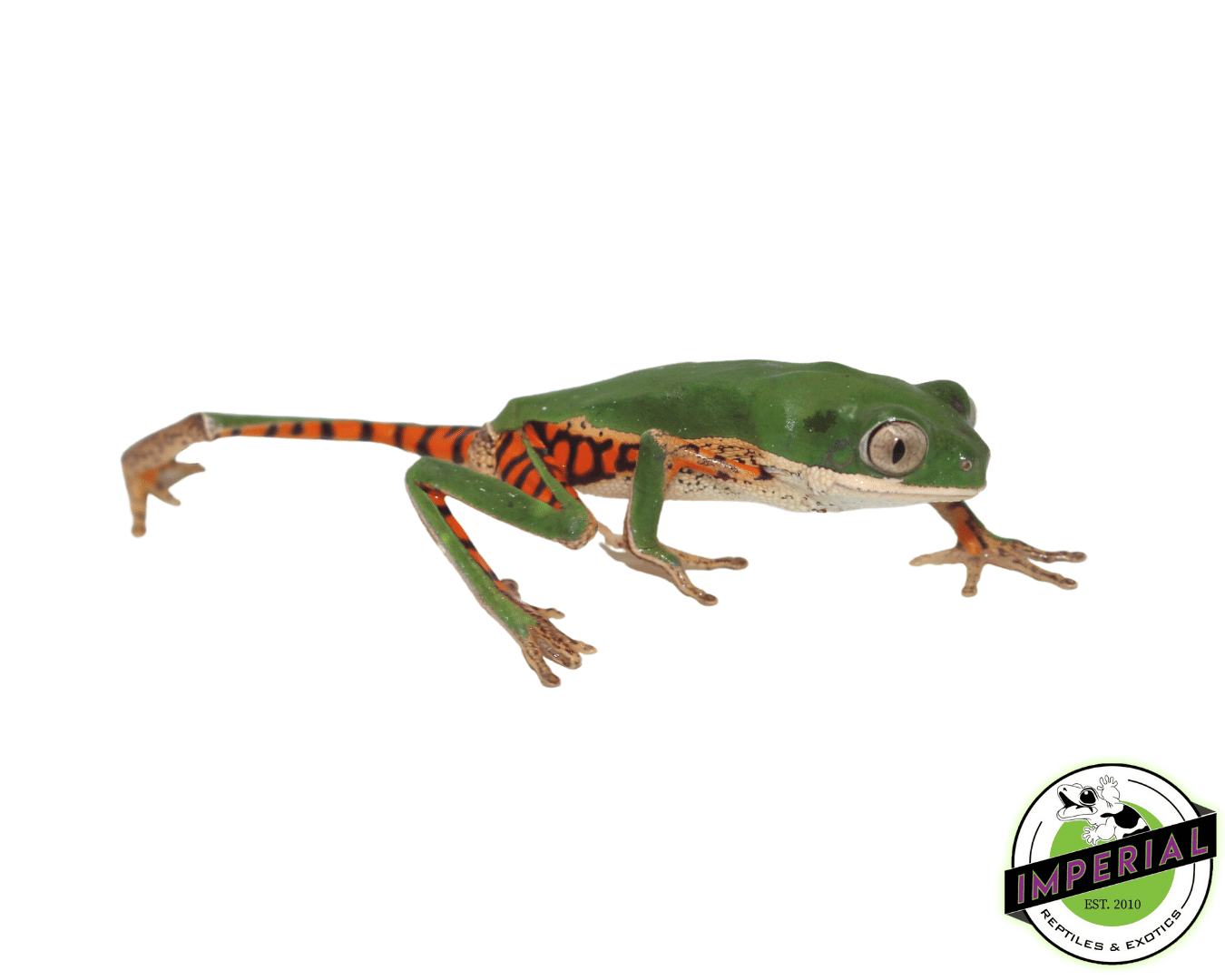 Tiger Leg Monkey Frog (Phyllomedusa hypochondrialis) — image 2
