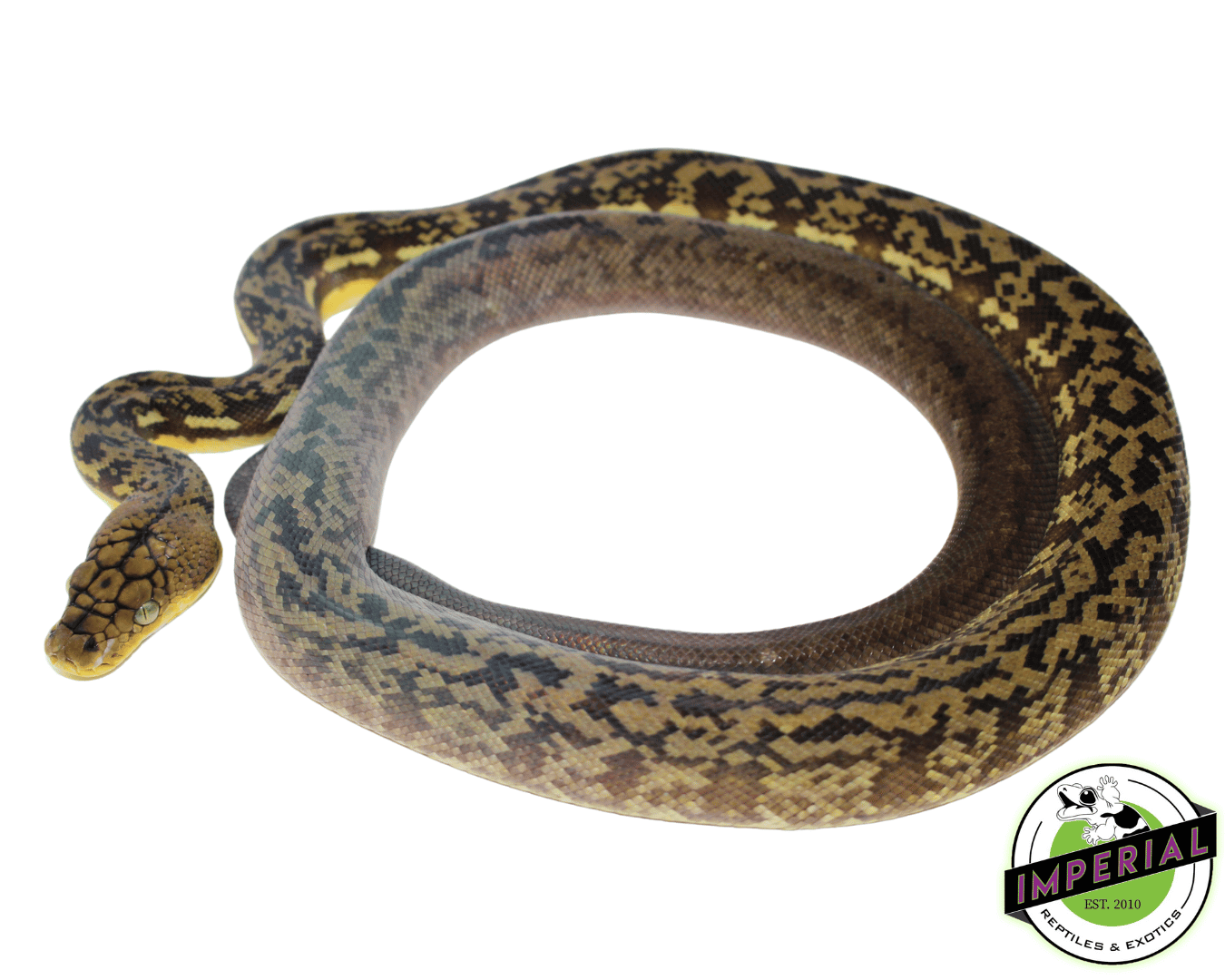 Timor Python Female (#10923-04) — image 2