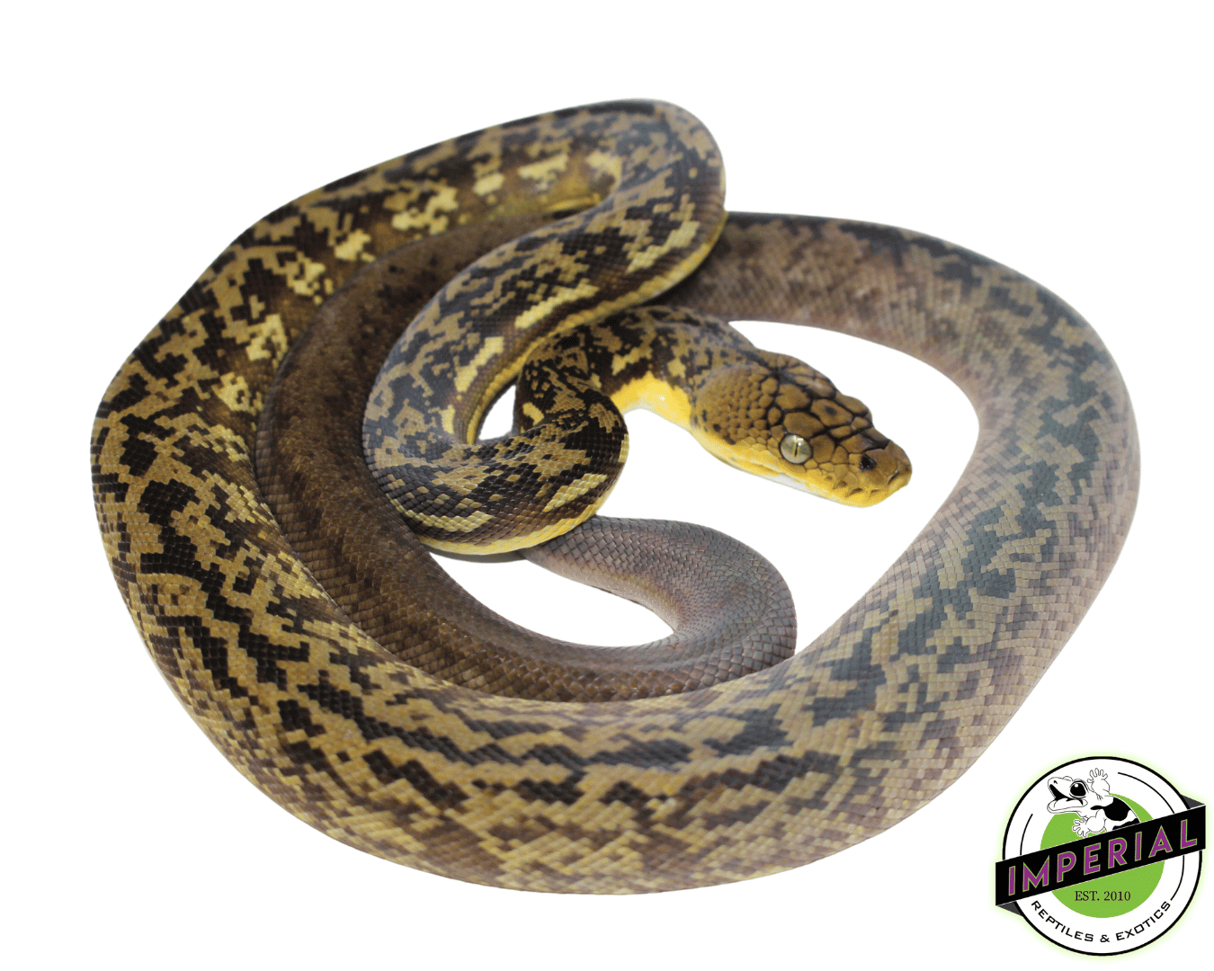 Timor Python Female (#10923-04)