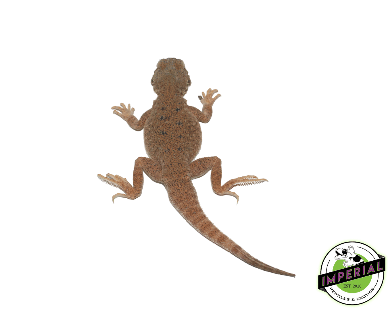 Toad Head Agama — image 2