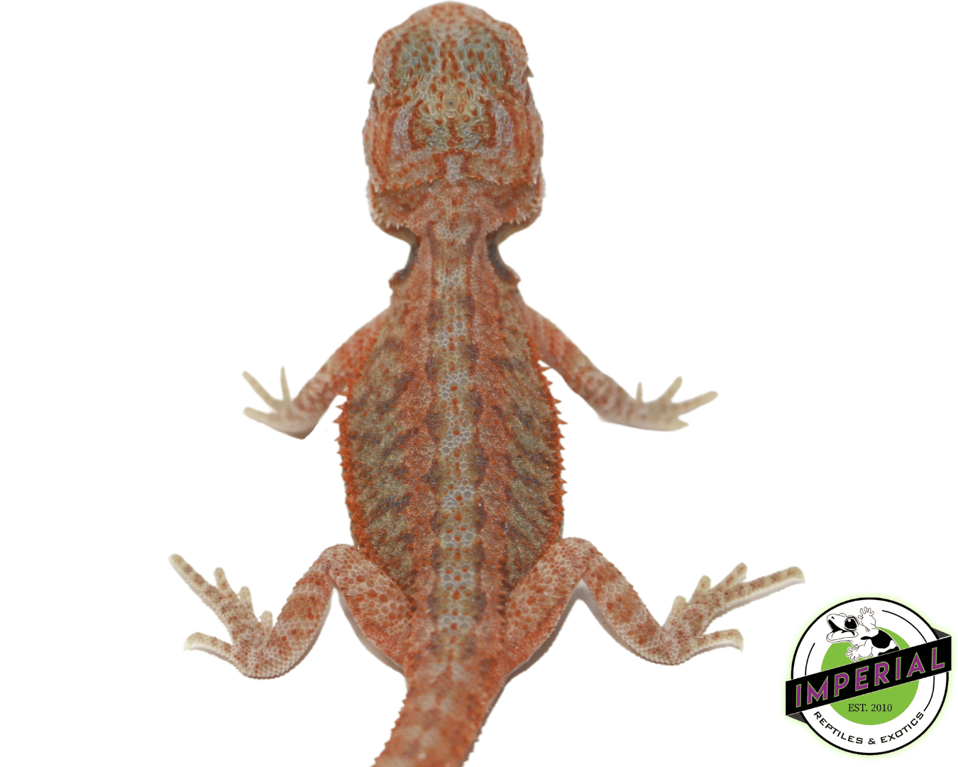 Translucent Bearded Dragon Baby — image 2